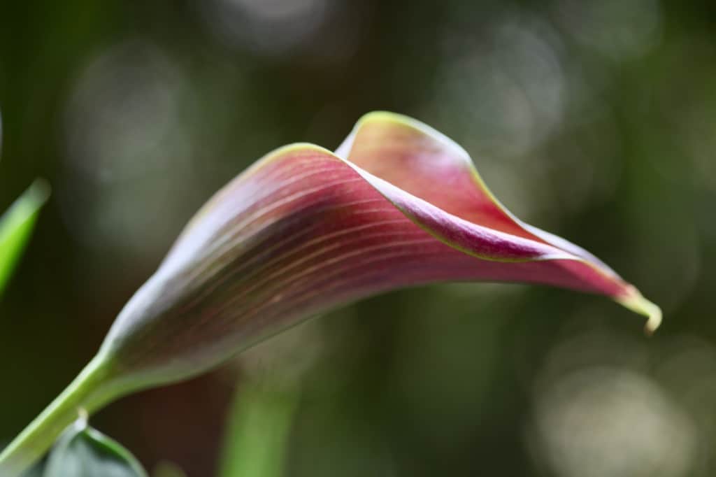 a pink calla lily bloom