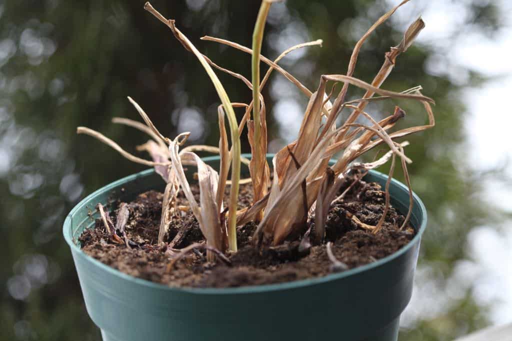 calla lilies gone dormant in a pot indoors