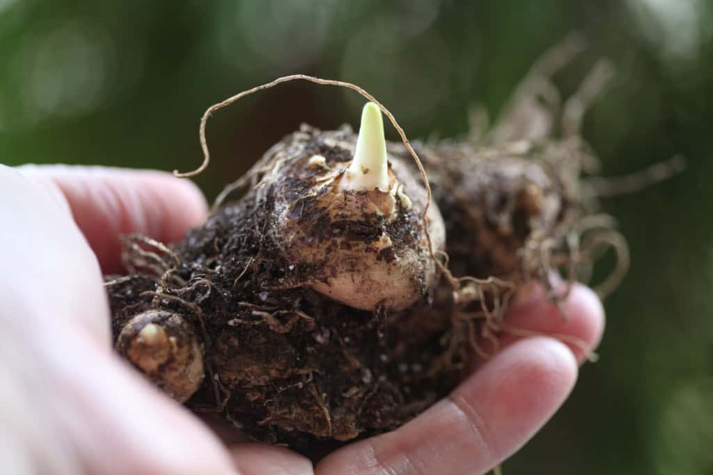 a hand holding calla lily rhizomes which have a resemblance to bulbs