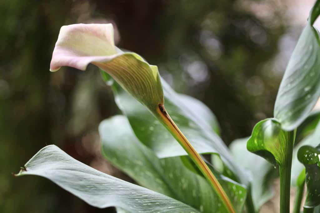 a spent calla lily bloom