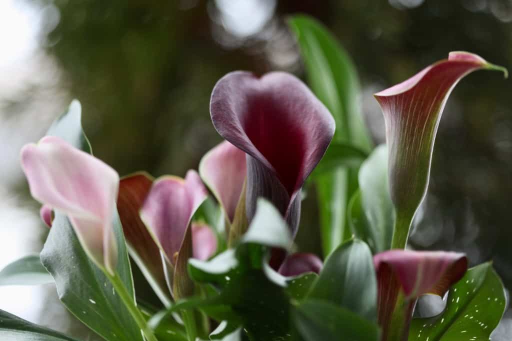 pink and burgundy calla lily blooms and leaves