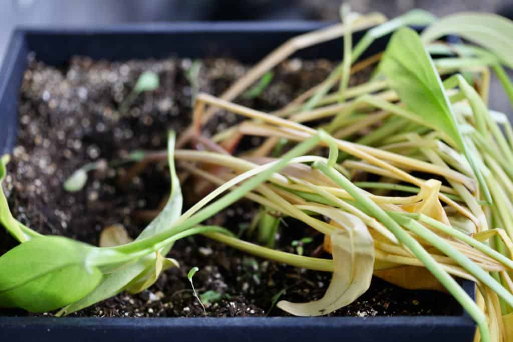 calla lily leaves going dormant outside in a pot in fall