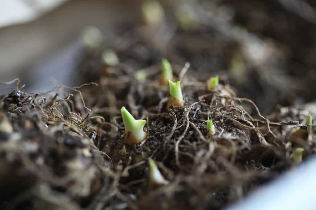 calla lily rhizomes starting to sprout in storage