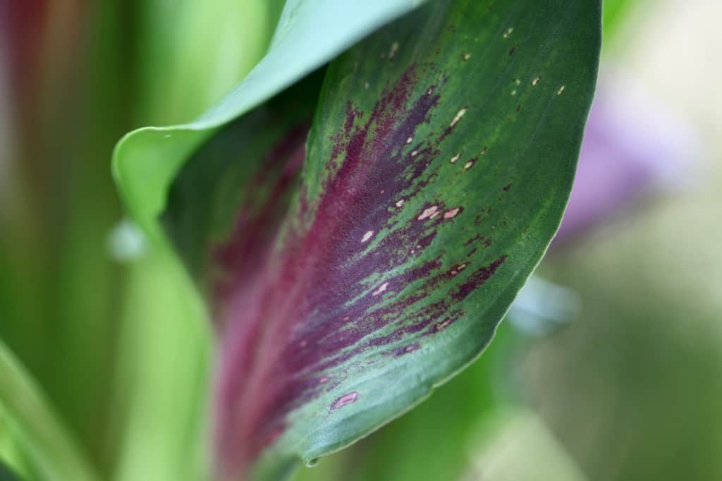 a calla lily leaf with burgundy colouring