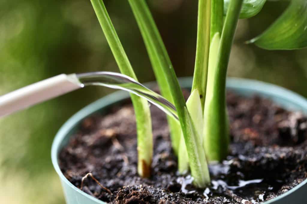 a watering can watering calla lilies in a pot