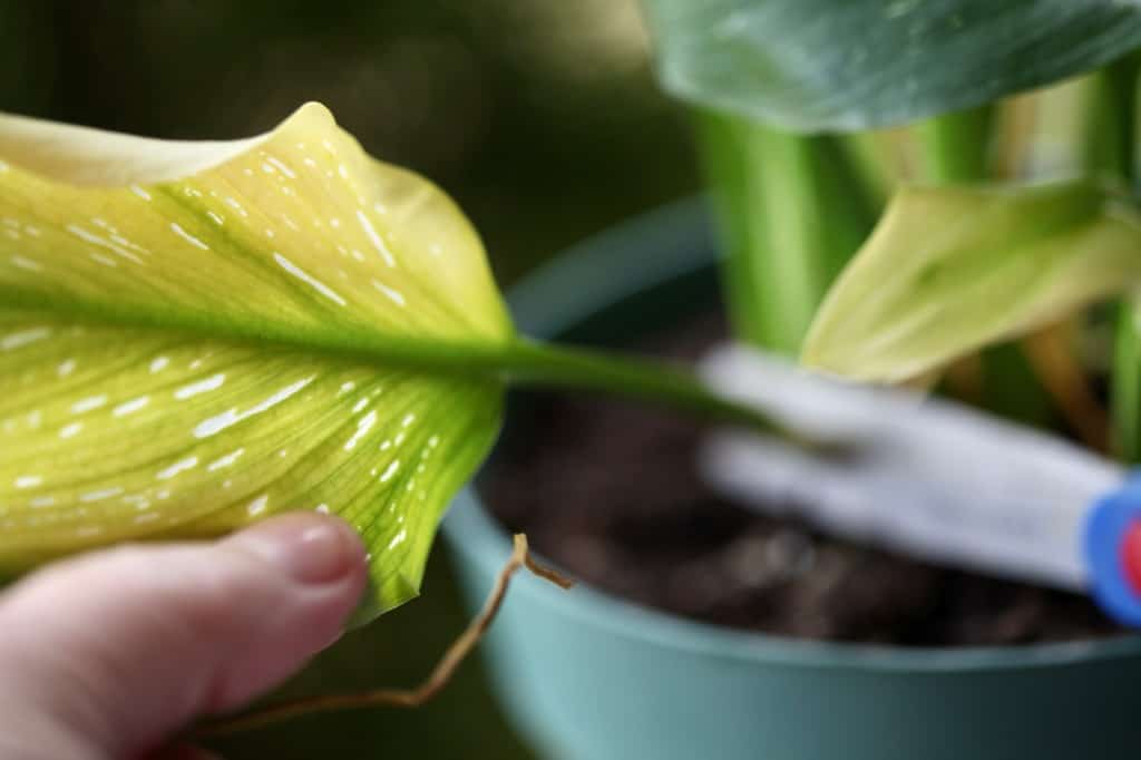 cutting off yellow leaves on a calla lily