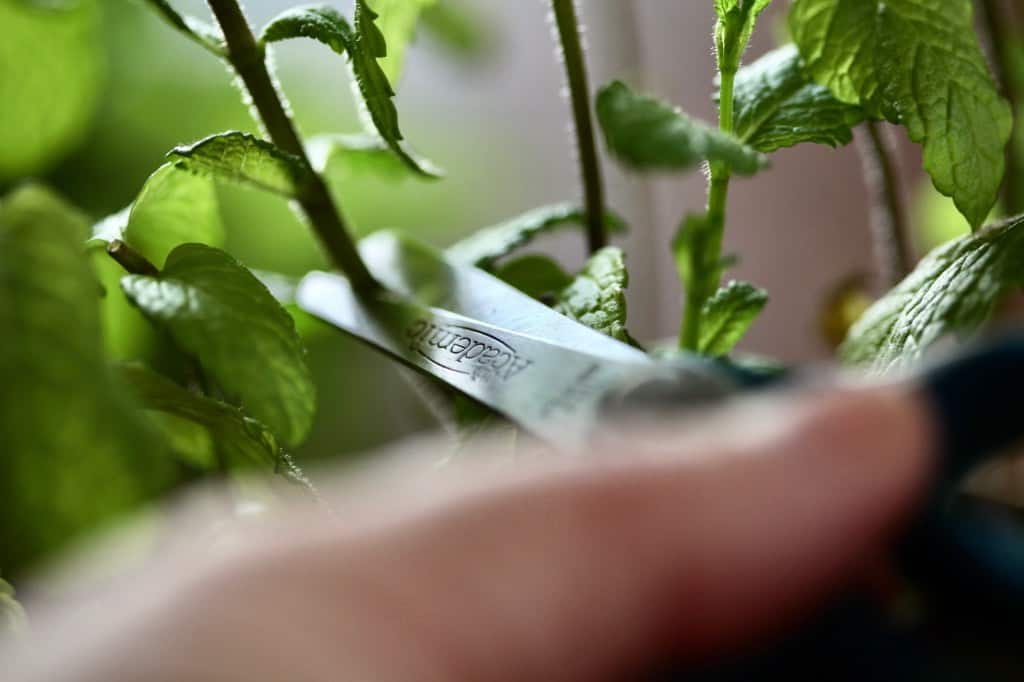 cutting mint stems with clean sharp scissors