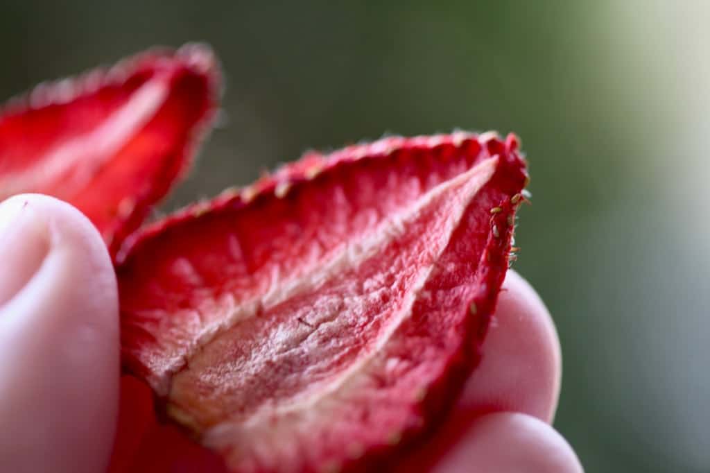a hand holding dehydrated strawberry pieces
