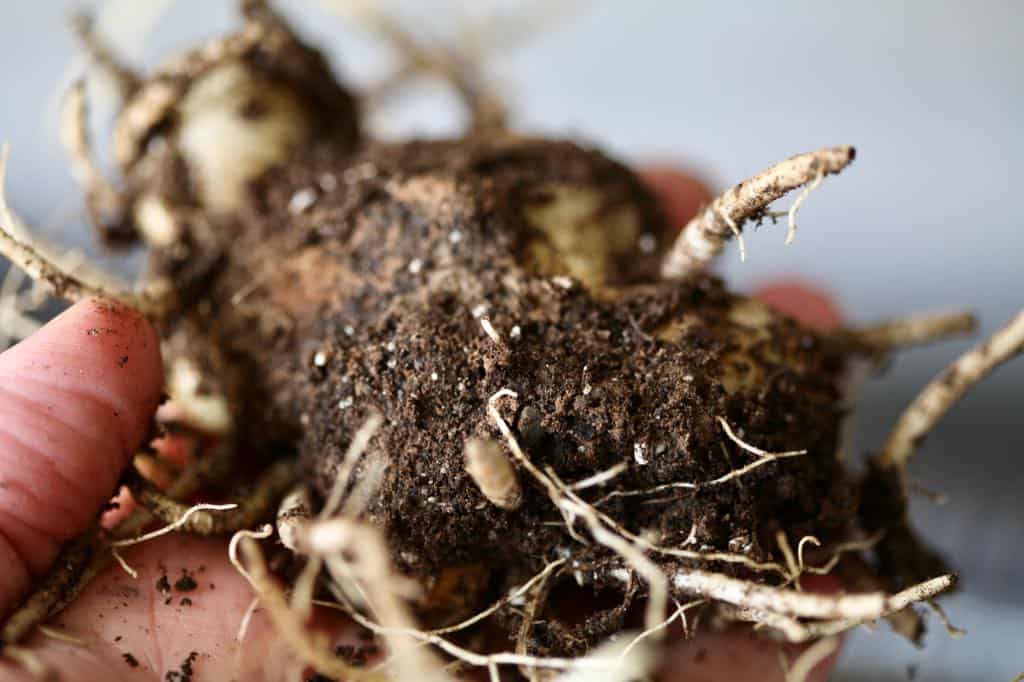 a hand holding a freshly dug calla lily rhizome