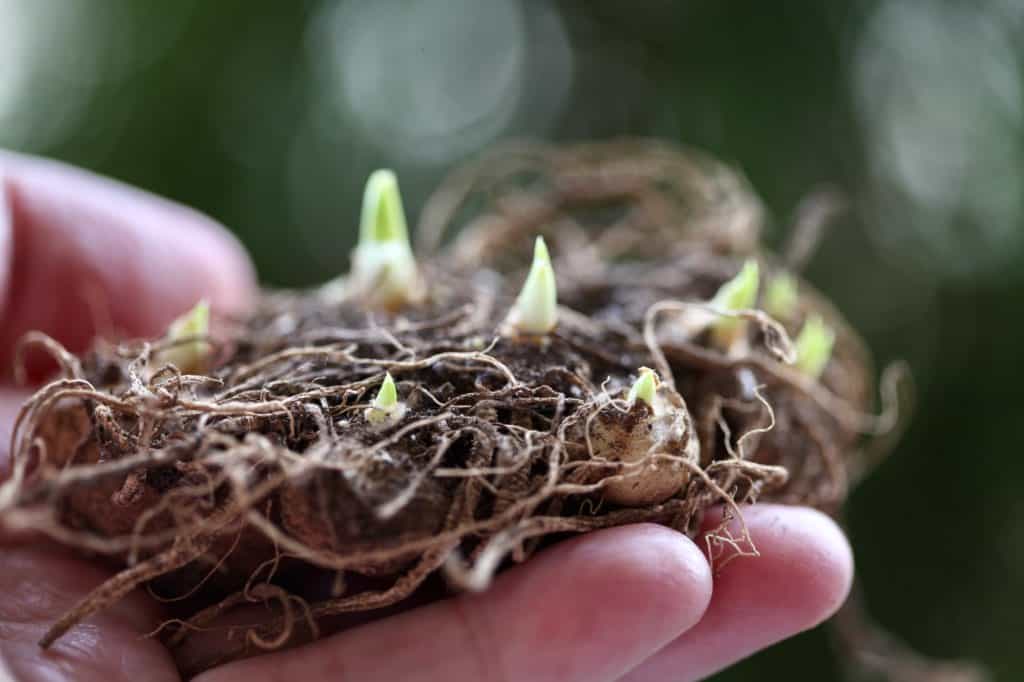 dried calla lily rhizomes sprouting in spring