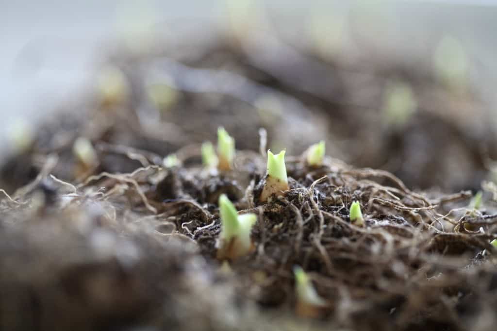 dried calla lily rhizomes sprouting in spring