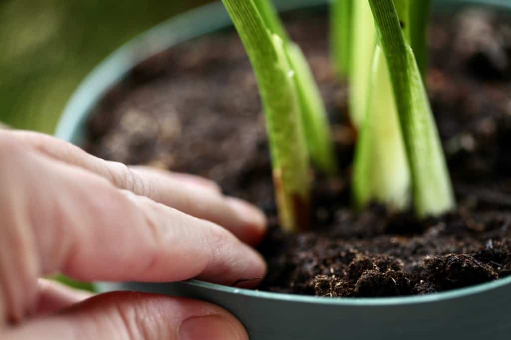 a hand touching the soil in a pot