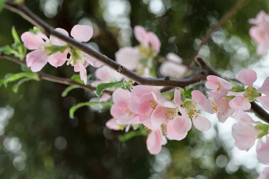 forced quince branches with pink flowers
