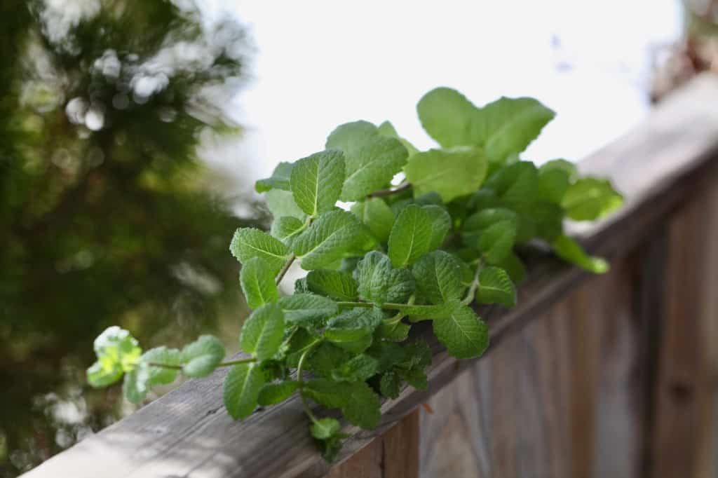 fresh mint on a wooden railing