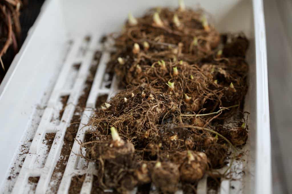 dried calla lily rhizomes sprouting in spring