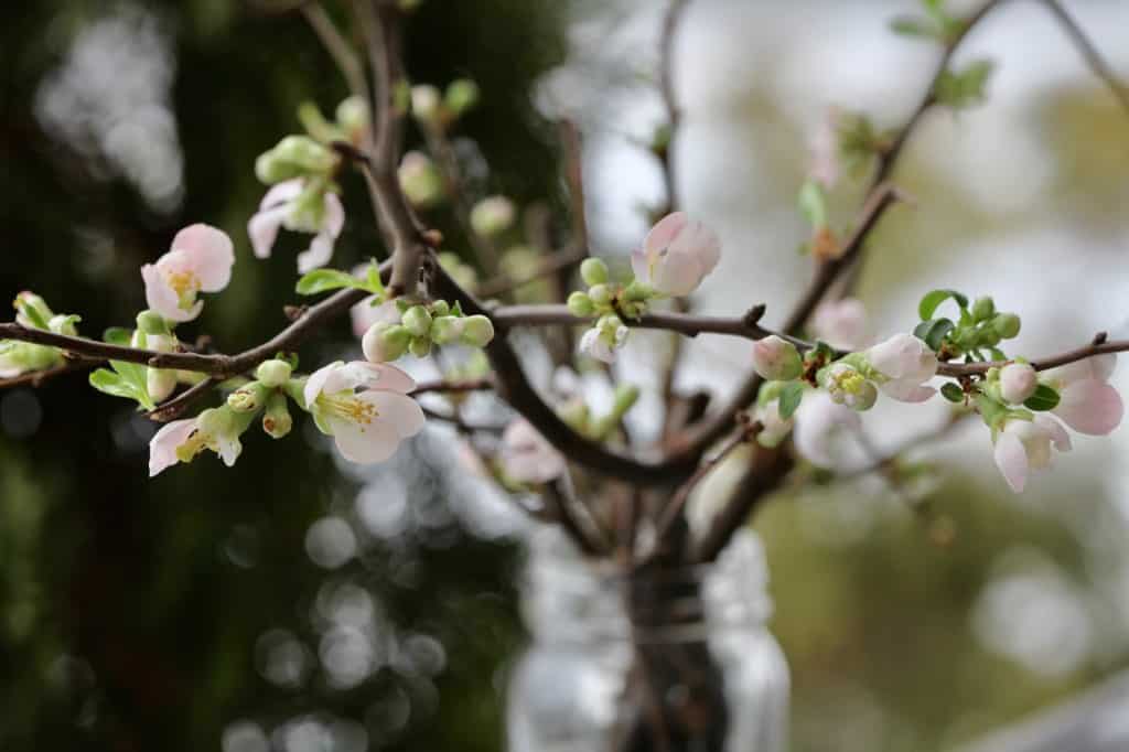 pink quince flowers forced in a vase