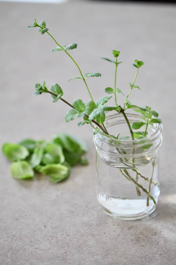 mint cuttings in a mason jar of water beside a pile of mint leaves