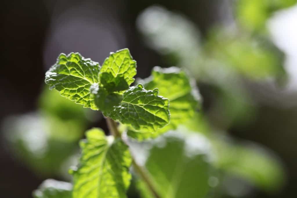 mint stems and leaves in the sunshine