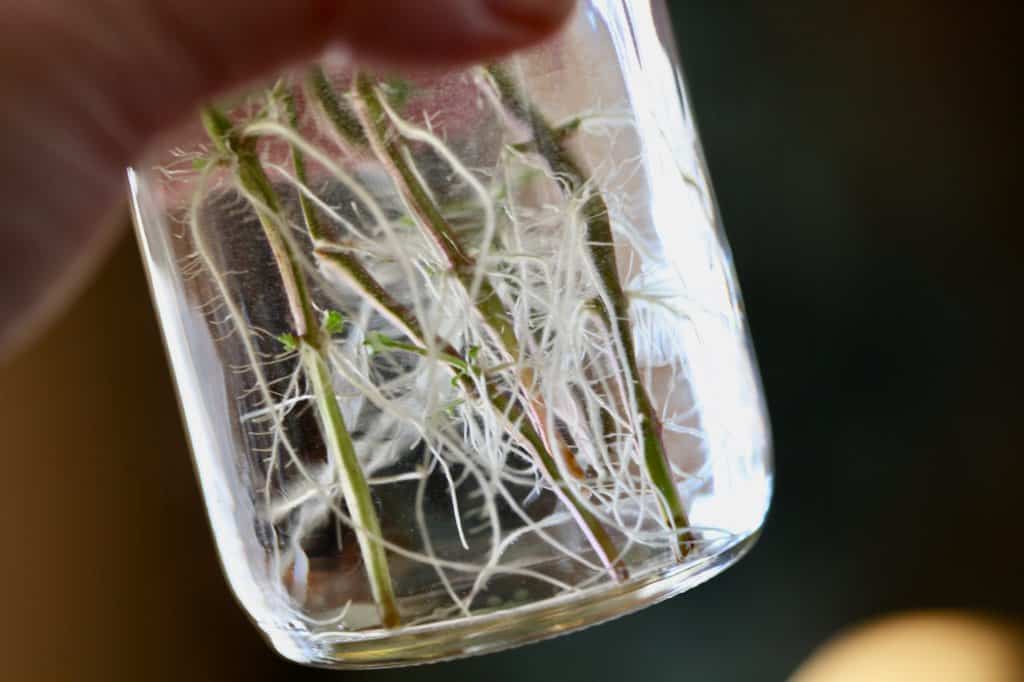 mint cuttings rooted in water