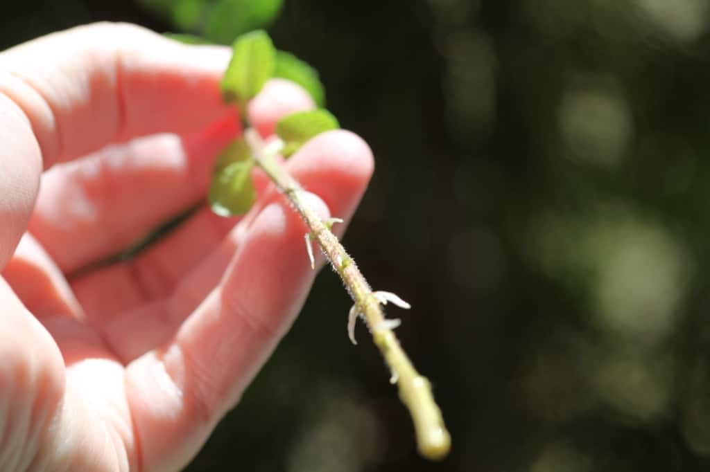 a hand holding a mint cutting with small roots