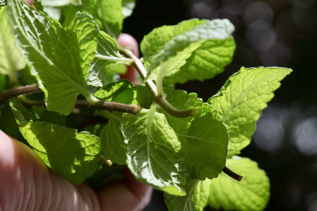 mint cuttings from healthy mint stems