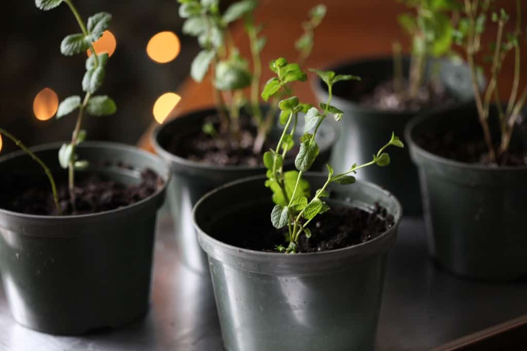 mint cuttings in pots