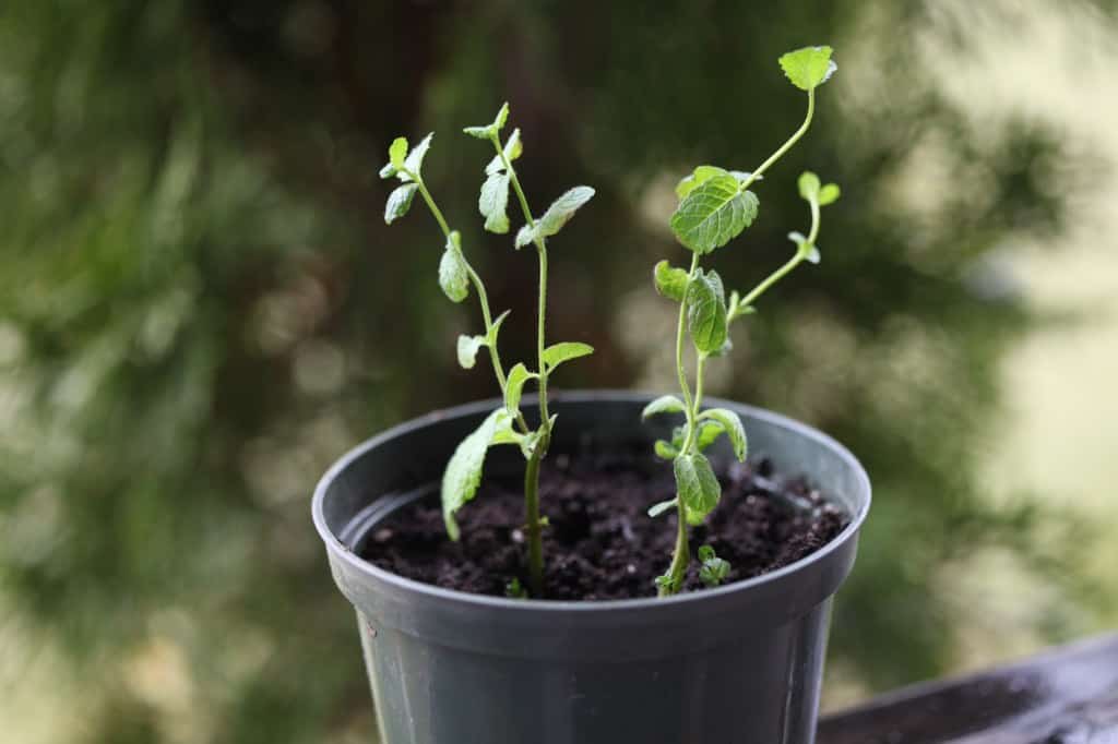 newly potted mint cuttings