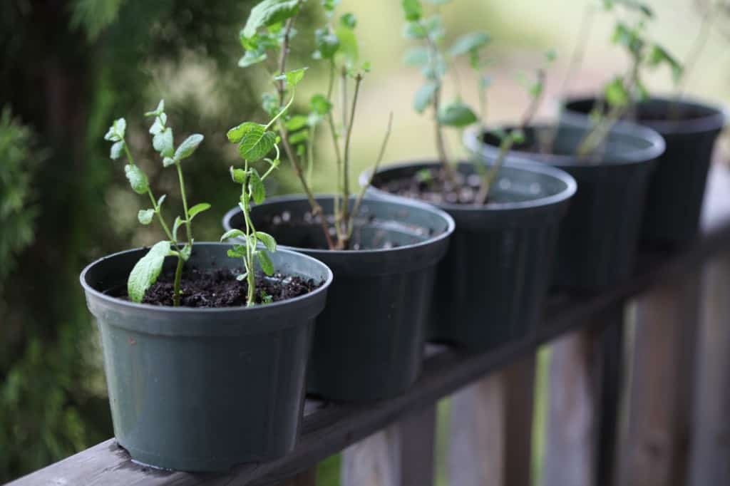 mint cuttings in small green plant pots on a wooden railing