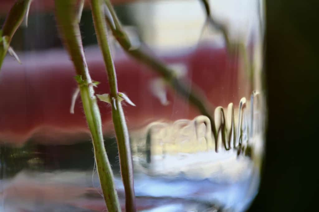 mint cuttings starting to root in a container of water on day 4