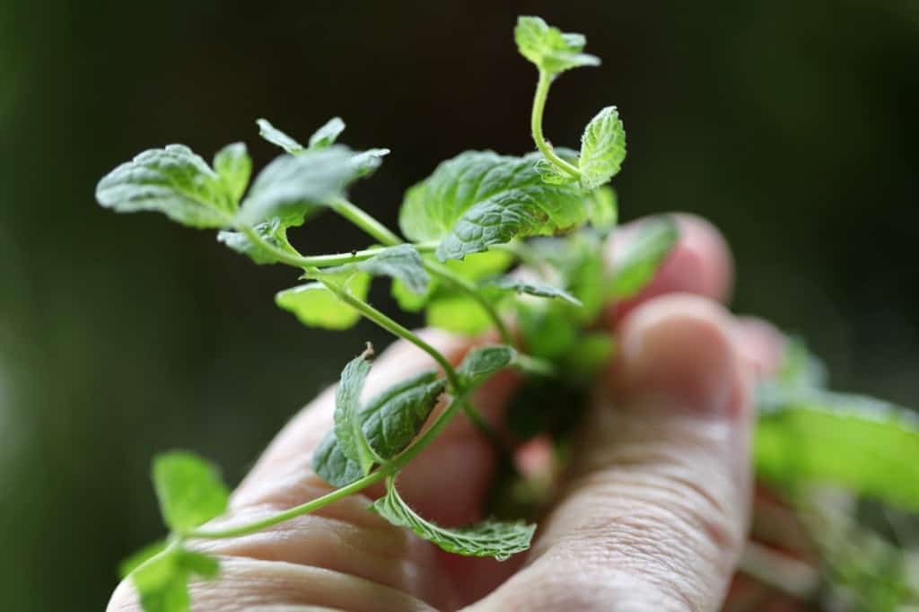 a hand holding stems of fresh mint