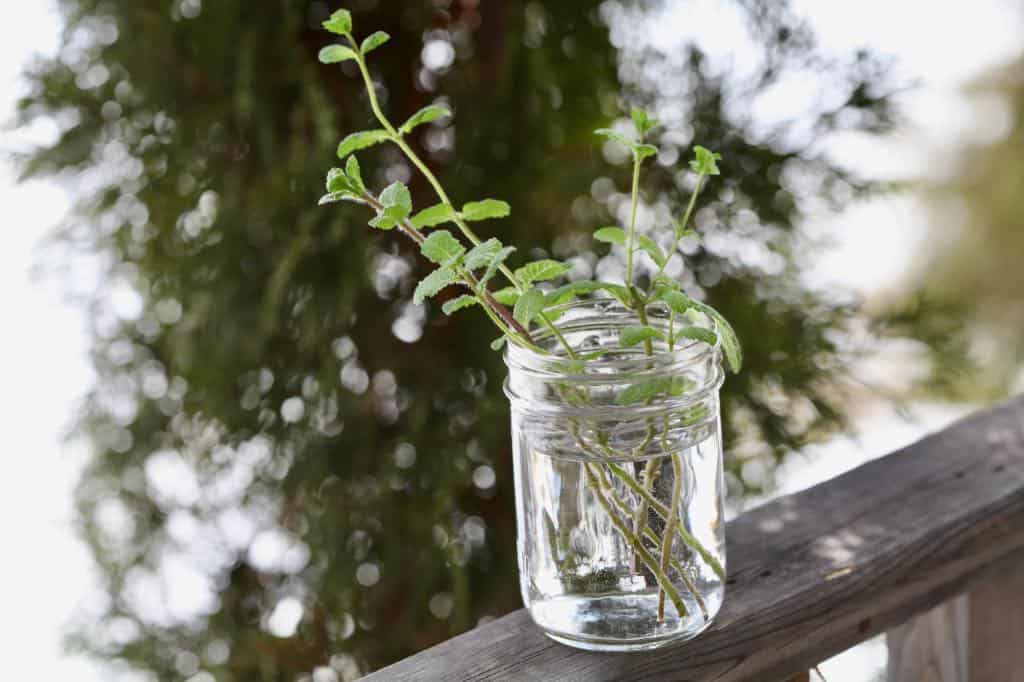 mint cuttings in a mason jar of water to propagate for planting