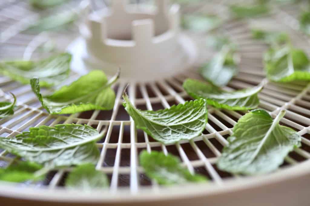 mint to be dried in the food dehydrator