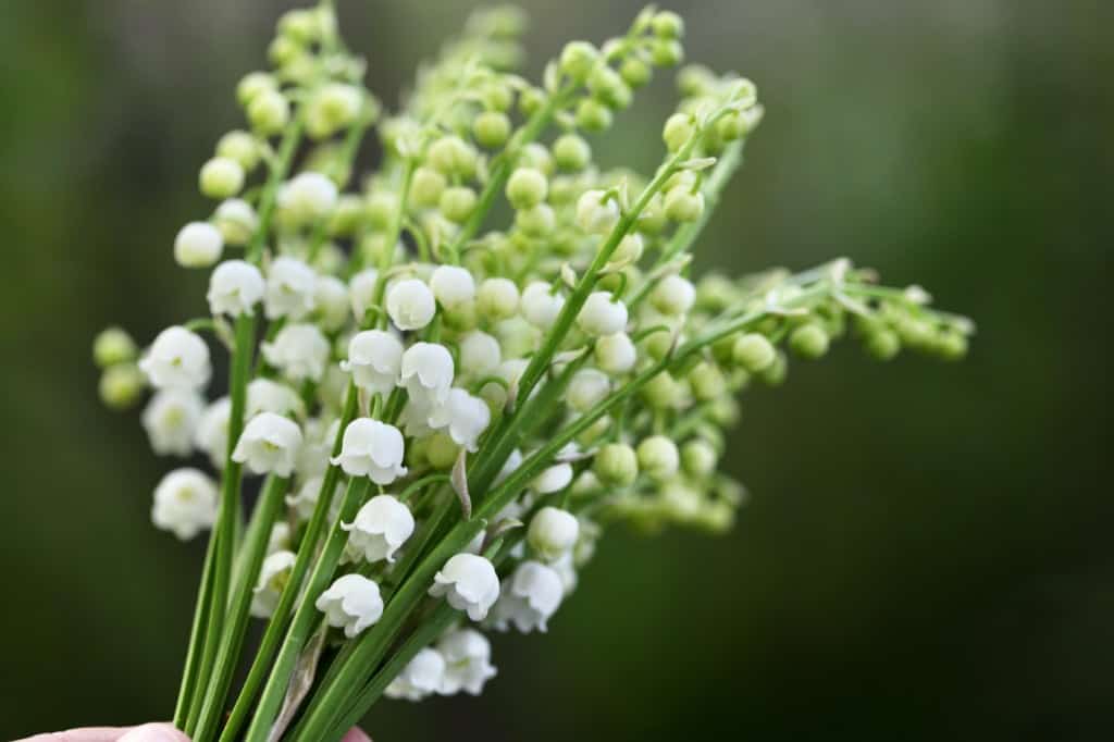 a bundle of Lily of the Valley stems with white flowers