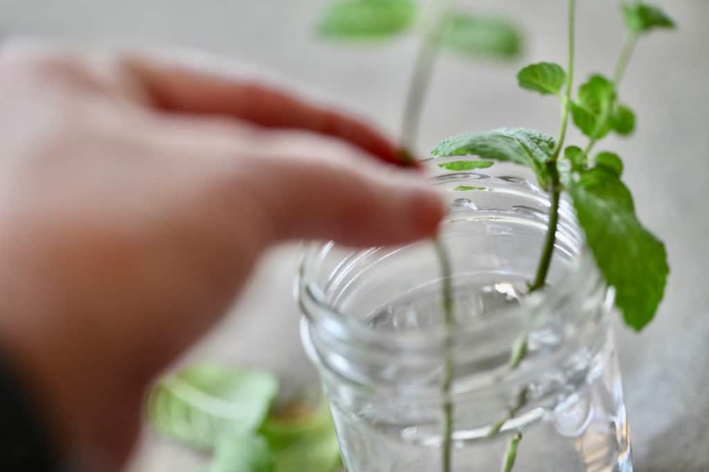 a hand placing mint cuttings into a container of water