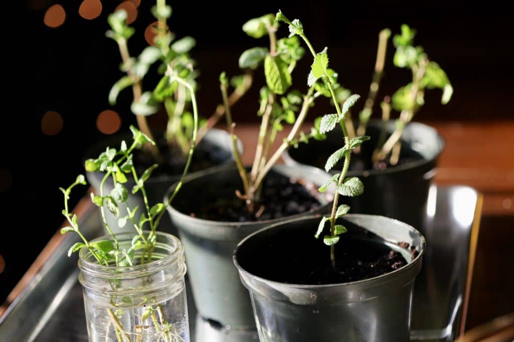 pots with mint cuttings, and a glass with rooted cuttings in water