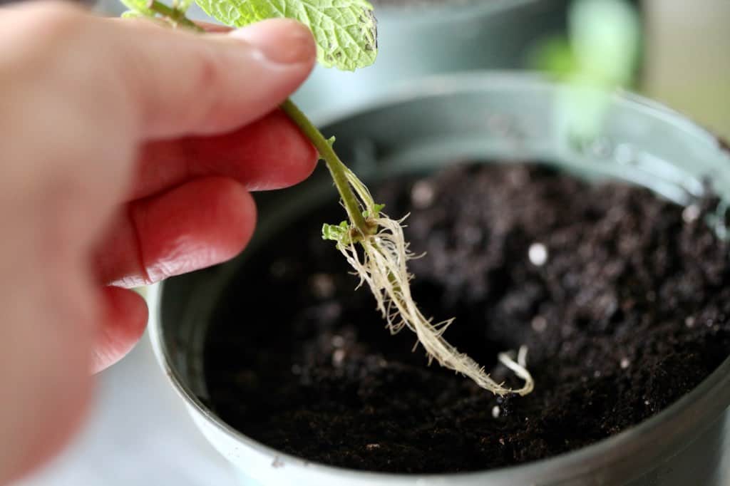 potting a mint cutting into a pot with potting soil