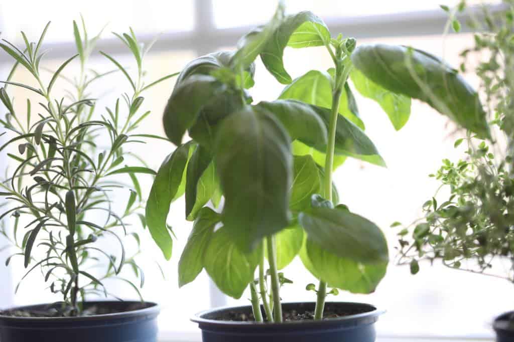 potted herbs on a kitchen windowsill 