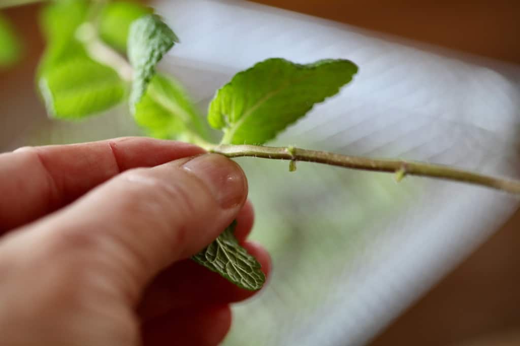 a hand holding mint, preparing mint to be dried in the air fryer