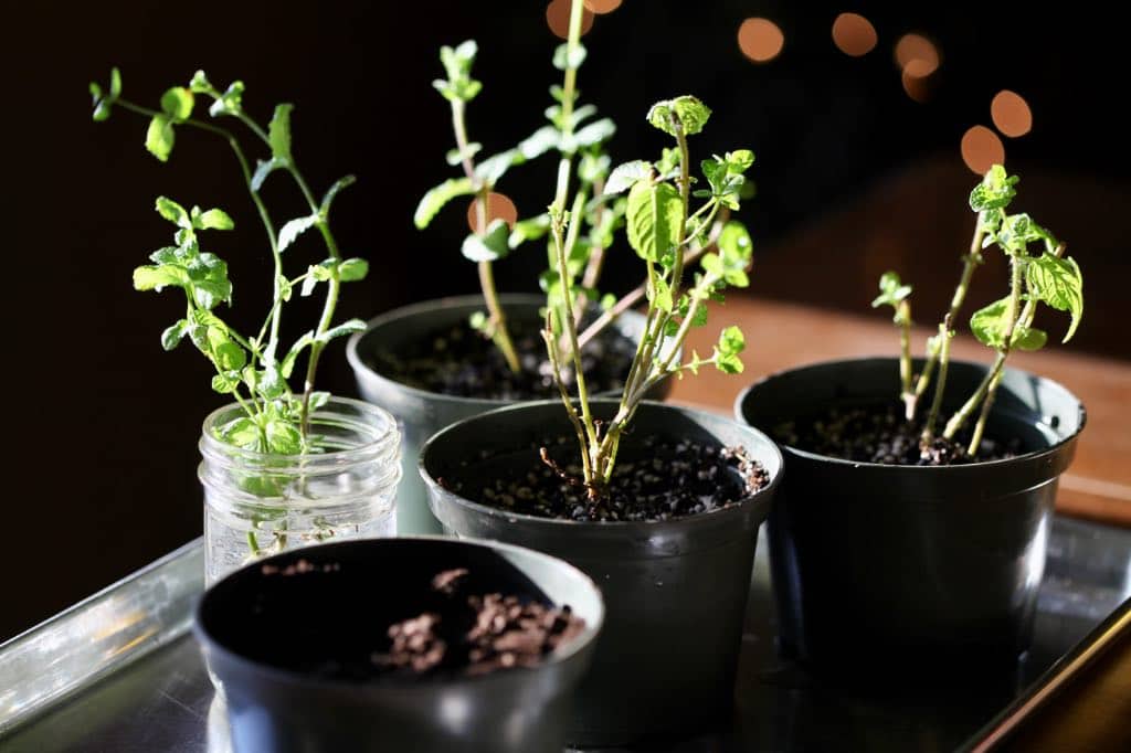 pots of planted mint cuttings