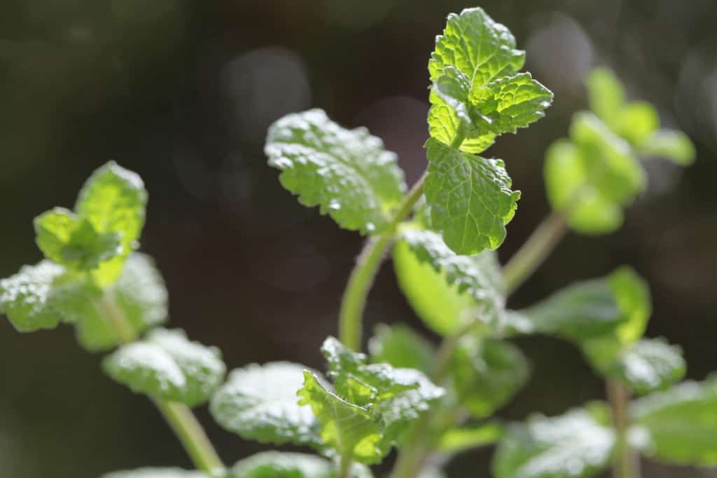 green leaves in the sunlight