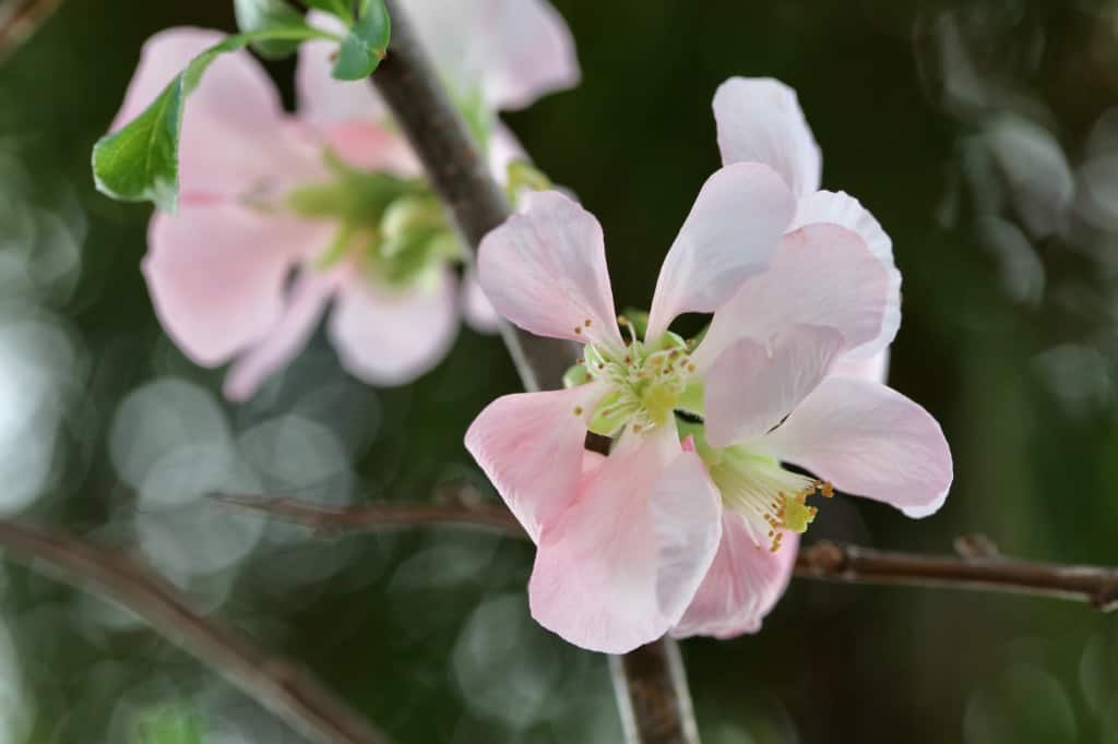 pink quince blooms on forced branches