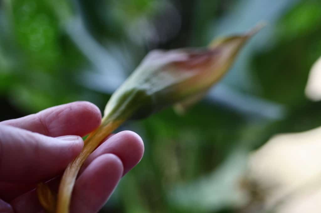 a hand holding a spent calla lily bloom