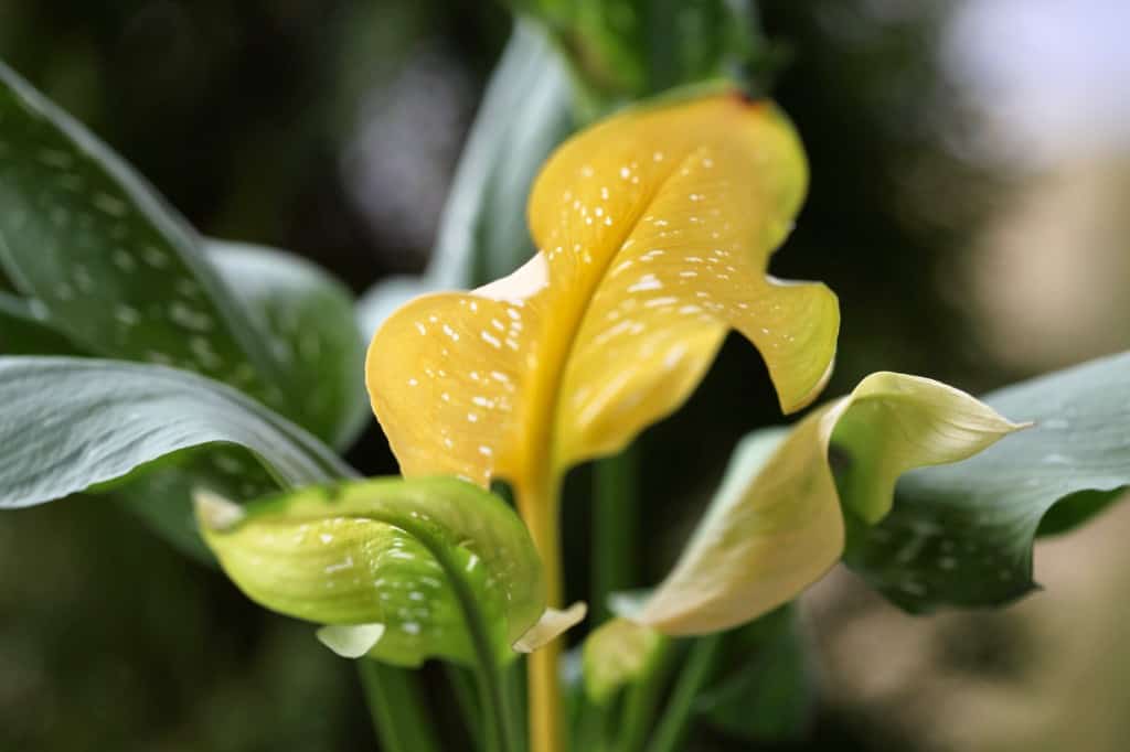 yellow calla lily leaves