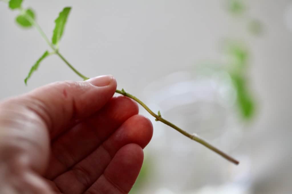 a hand holding a mint stem cutting