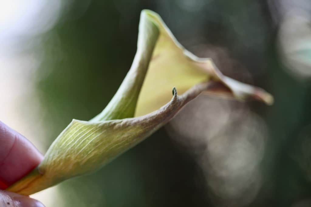 a hand holding a spent yellow calla lily bloom