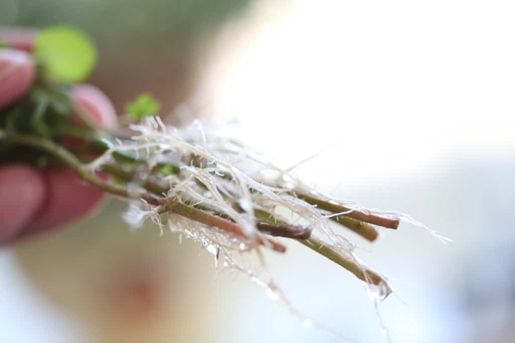 cuttings with roots