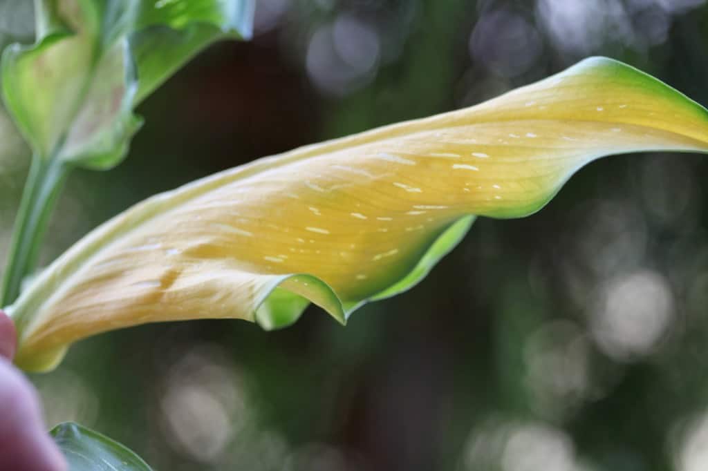 a yellow calla lily leaf