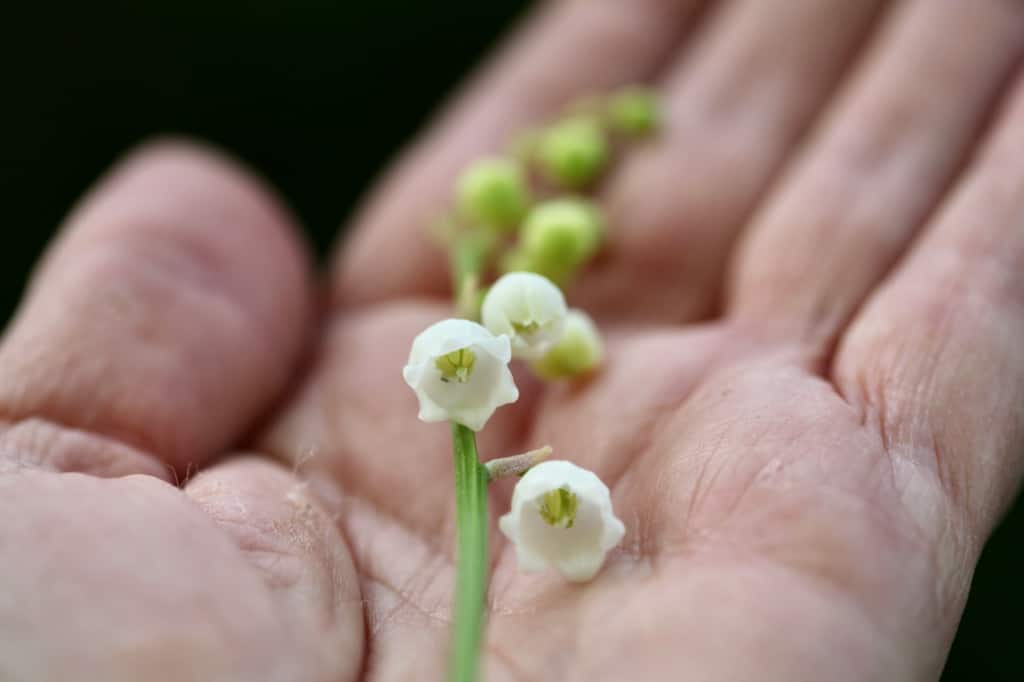a hand holding Lily of the Valley flowers