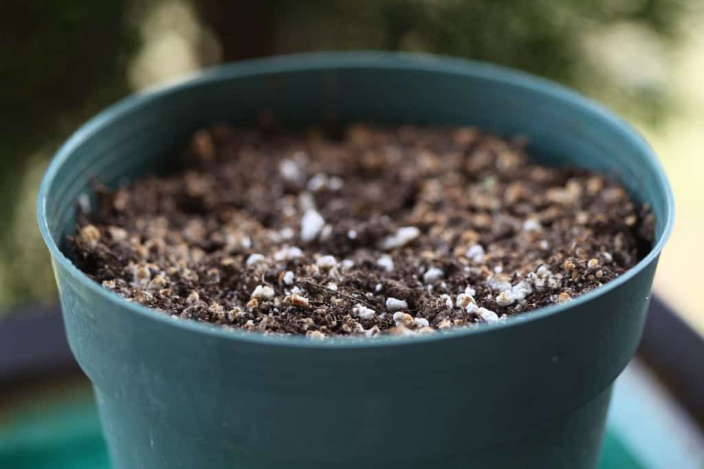 a pot of soil contains dormant calla lily rhizomes