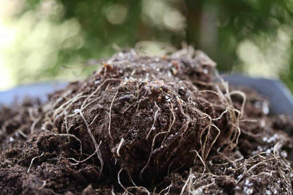 a calla lily rhizome tipped out of a pot, revealing fresh roots and sprouts after three months of dormancy